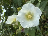 2025111421832.jpegのサムネイル画像